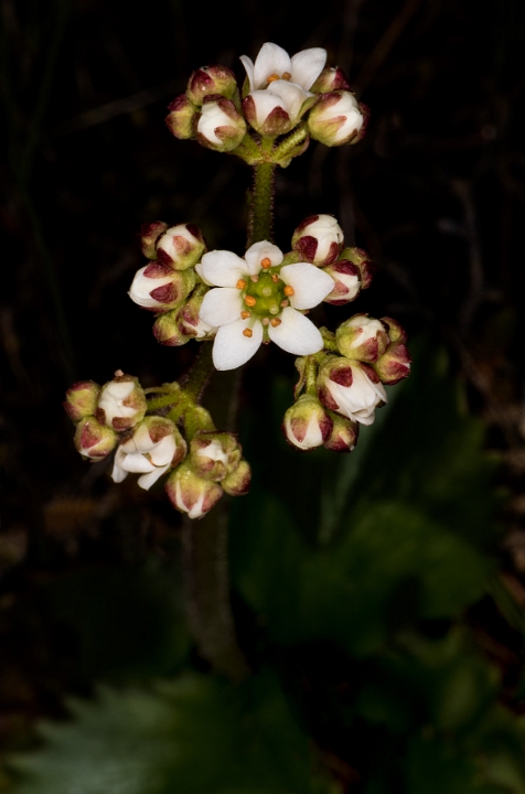 Saxifraga occidentalis 17-2695.jpg